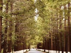 -黄海国家森林公园