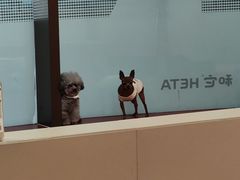-和它·交个朋友·狗咖猫咖(爱琴海店)