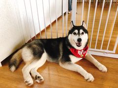 -Husky Go! 哈士奇体验馆·宠物咖啡厅狗咖