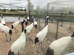 -盐城丹顶鹤湿地生态旅游区