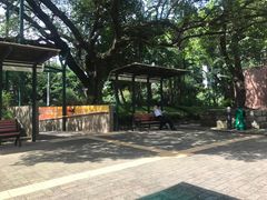 -九龙公园