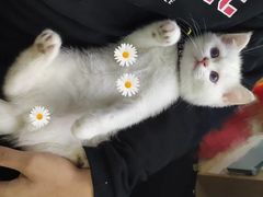 -袖虎·猫馆(体育西路店)