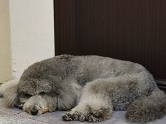 -沏点Trattoria意大利餐厅(新街口店)