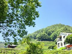 -龙井村