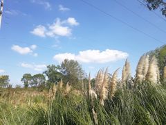 -上海长兴岛郊野公园