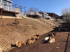 -北京鹿世界主题园