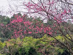 -重庆彩云湖湿地公园