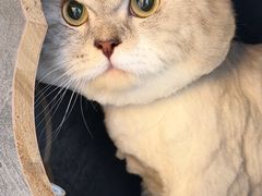 -momokira米努特·德文卷毛猫·棉花面纱犬