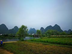 -椿记烧鹅(叠彩店)