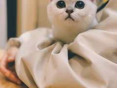 -喵五郎の猫咪酒店·专业洗护·寄养