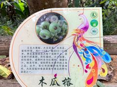 -西双版纳原始森林公园