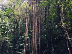 -莫里热带雨林景区