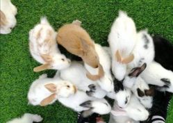 -萌宠亲子动物乐园(槐房万达店)