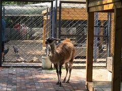 -长白岛森林公园