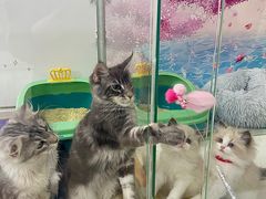 -糯米喵星人总部直营旗舰店·猫舍·幼猫出售