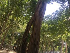-洛克岛