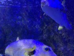 -太平洋海底世界