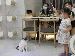 -喵园·猫主题咖啡厅·撸猫·猫咖(国贸店)