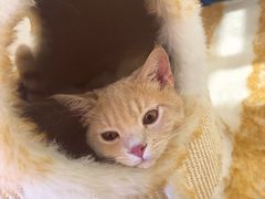 -藏猫猫咖啡主题馆(中央大道店)