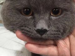-伟伟宠物医院·瑞派猫友好医院·猫科(光谷店)
