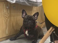 -帕帕拉兹宠物(亚洲旗舰店)