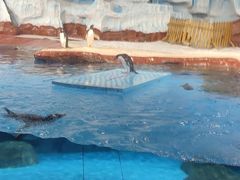 -海合安武汉极地海洋公园