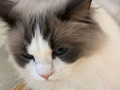 -藏猫猫咖啡主题馆(中央大道店)