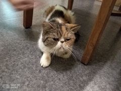 -猫色咖啡·猫咖