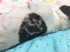 -芭比堂动物医院·24小时·眼科中心(深圳中心)