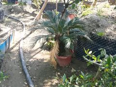 -龙大花卉苗木市场