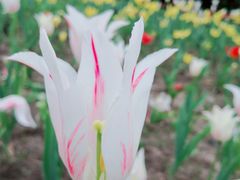 -长春公园(普阳街道)