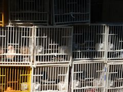 -园圃街雀鸟花园