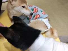 -逗柴咖啡屋·狗咖猫咖宠物桌游