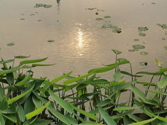 -映月湖公园