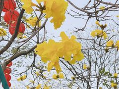 -洲头咀公园