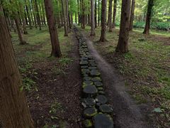 -黄海国家森林公园