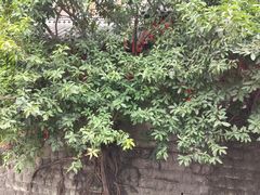 -重庆十八梯传统风貌区