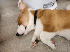 -浣熊柯尔鸭土拨鼠·电玩咖