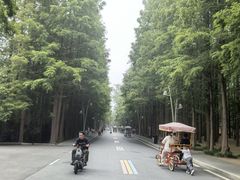 -日照海滨国家森林公园