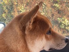 -小叮当动物医院·骨科·眼科