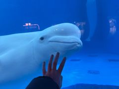 -海合安成都极地海洋公园