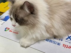 -伟伟宠物医院·瑞派猫友好医院·猫科(光谷店)