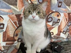 -瑞派动物医院·猫专科·至诚(江南中分院)