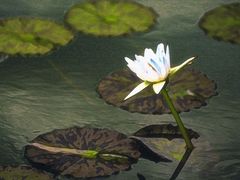 -国家植物园南园