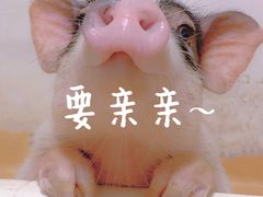 -猫色咖啡·猫咖