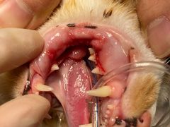-萌兽医馆·犬猫专科·眼科中心·宠物医院(朝阳门分院)