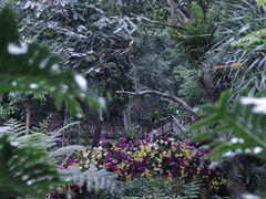 -深圳市中科院仙湖植物园