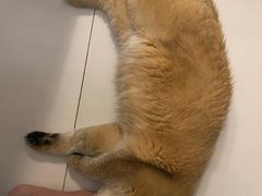 -东方名猫馆·英短金渐层布偶猫舍(环线广场1号楼店)