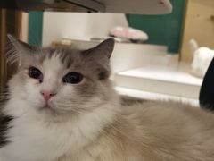 -飞行喵MR PILOT|猫舍·猫咖(静安大融城店)