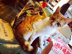 iphone_upload_pic-猫的天空之城概念书店(西塘古镇店)